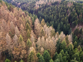 Aerial drone view of forest dieback in northern central Germany. Dying spruce trees in the Harz...