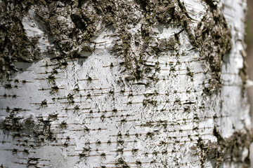 Birch bark. Natural macro view.