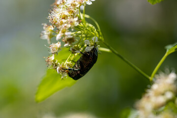 Flower beetle on a white flower. Detailed macro view. Flower on a natural background.