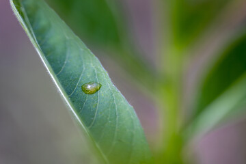 Leaf. Detailed macro view. Leaf on a natural background.