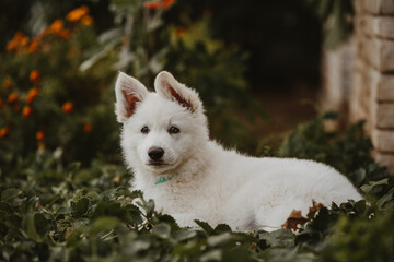 White Swiss shepherd puppy pet portrait 
