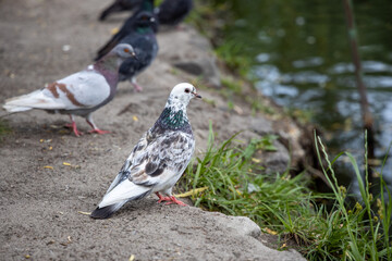 Dove on the background of the earth.
