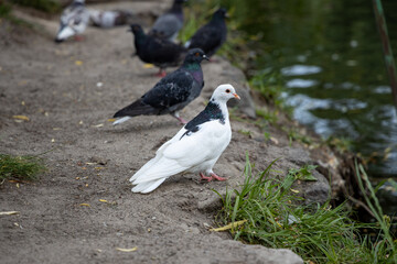 Dove on the background of the earth.