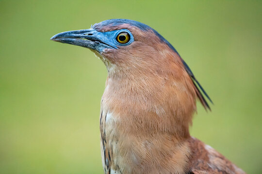 Malayan Night heron