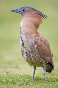 Malayan Night heron