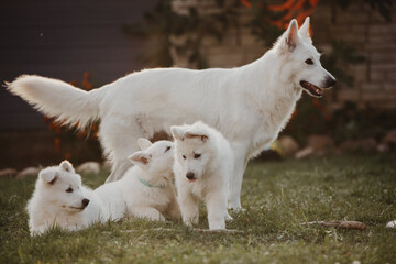 white Swiss shepherd family, mom and puppies in the garden  
