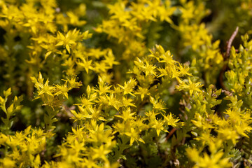 Yellow flowers. Detailed macro view. Flower on a natural background.
