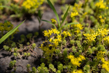 Bee on yellow flowers. Detailed macro view. Flower on a natural background.