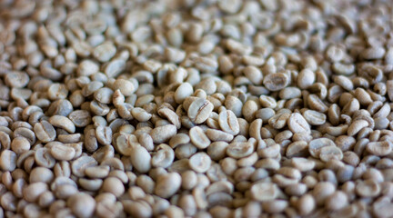 Drying of green beans arabica coffee