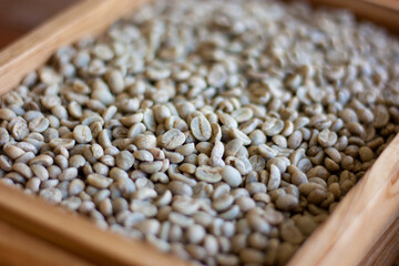 Drying of green beans arabica coffee