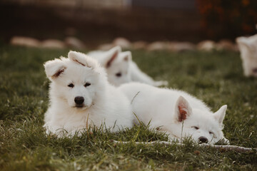 White Swiss shepherd puppy getting tired after playtime in the garden 