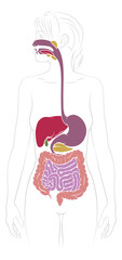 A medical anatomy diagram of a woman showing the human digestive system