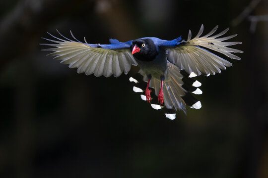 Taiwan Blue Magpie
