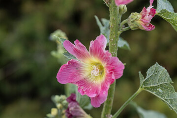 Fototapeta na wymiar Mallow flower. Detailed macro view. Flower on a natural background.