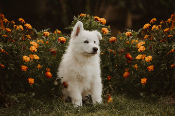 White swiss shepherd puppy in flowers pet porttrait 