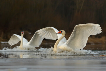 Mute swan. Birds on a lake in water. Cygnus olor