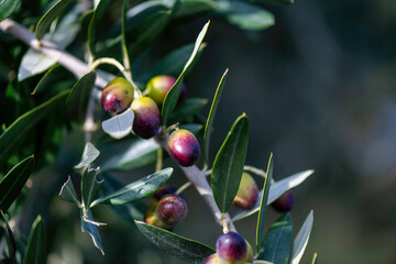 Olive tree