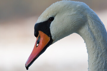 Mute swan. Close up of a bird head. Cygnus olor