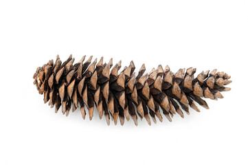 Sequoia giant pine cone isolated on white