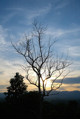 focus on the leafless tree under cloudy blue sky in a vertical frame