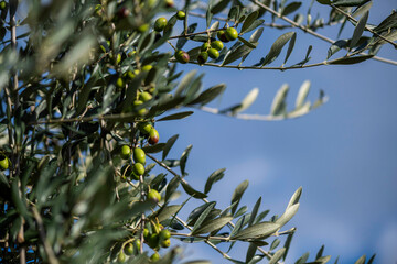 olives on blue sky