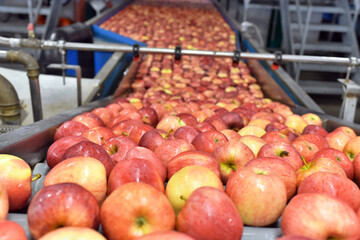 transport of freshly harvested apples in a food factory for sale