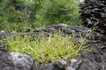 Fototapeta na wymiar grass and stones