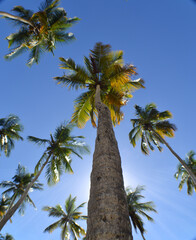 Palms beach Paradise , blue sky , caribbeab sea