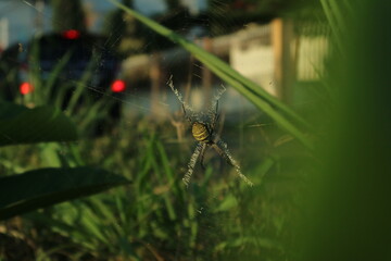 spider on the web