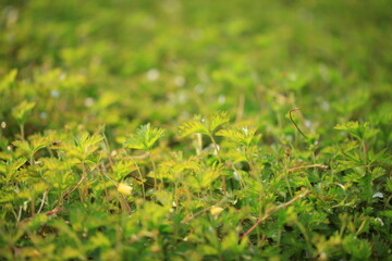 Grass background, green background