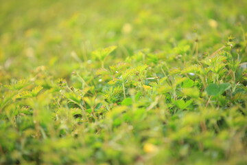 Grass background, green background