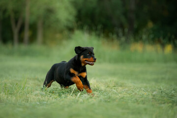 Rottweiler dog in nature. puppy running on the grass. pet in park