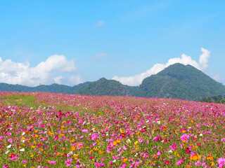 Obraz premium Landscape beautiful of colorful cosmos flowers are blooming in the garden with mountains background. Space for text. Concept of flowers and environment