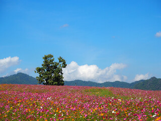 Landscape beautiful of colorful cosmos flowers are blooming in the garden with mountains background. Space for text. Concept of flowers and environment