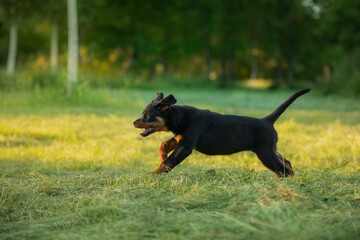 Rottweiler dog in nature. puppy running on the grass. pet in park