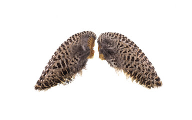 bird wings isolated on white background, Pinion on the sprawling white