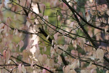 Light pink autumn leaves on forest background