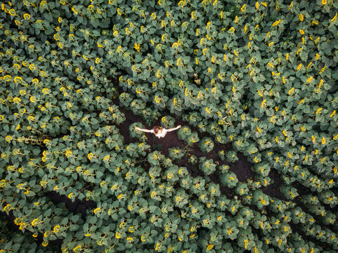 young woman in a field of sunflowers stands with her arms outstretched. aerial photograph