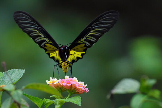 Butterfly on a flower
