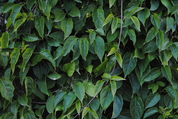 The green tree plants in the garden by the house