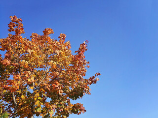 autumn yellow leaves in sun rays and blue sky