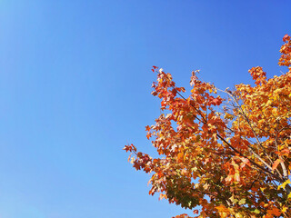 coloured leafs of a tree in autumn in front of a blue sky..