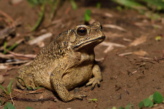 Asian Black-spectacled toad