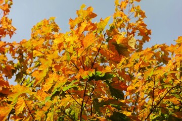 Colourful Autumn Leaves.