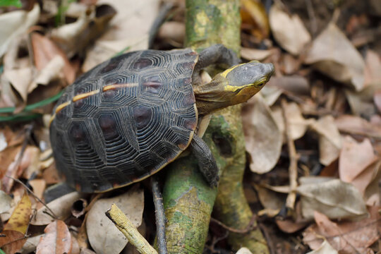 Chinese Box turtle