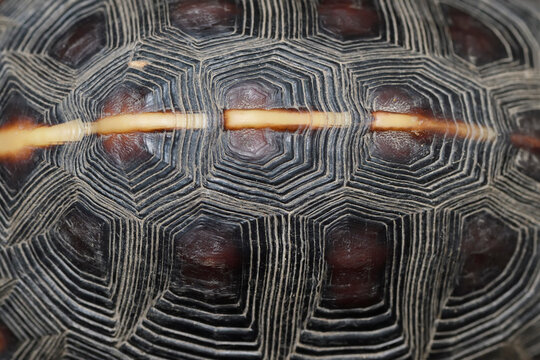 Chinese Box turtle close up