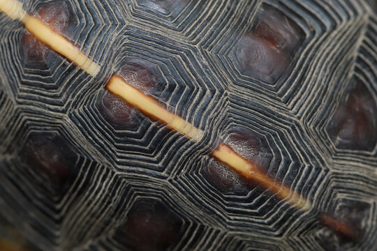 Chinese Box turtle close up