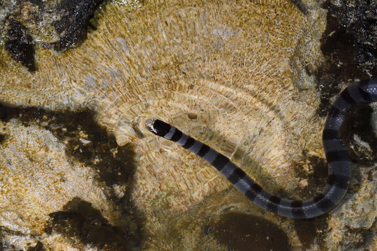 Yellow-lipped or Banded Sea krait