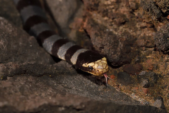 Yellow-lipped or Banded Sea krait