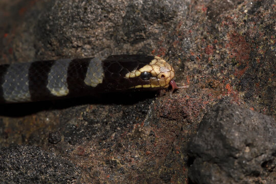 Yellow-lipped or Banded Sea krait